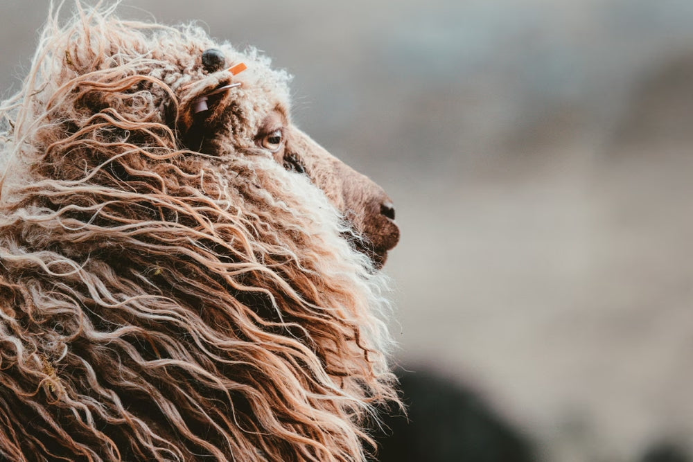 FROM PASTURE TO PATTERN: The Artistry & Craft of British (& Other) Wools